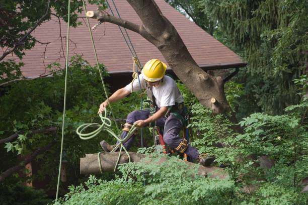 Best Tree Disease Treatment  in Newton, MA